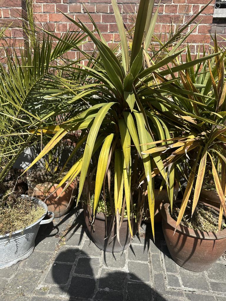 allerhande planten in mooie potten, Tuin en Terras, Planten | Tuinplanten, Vaste plant, Overige soorten, Volle zon, Bloeit niet