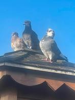 3 jonge duiven gratis, Dieren en Toebehoren