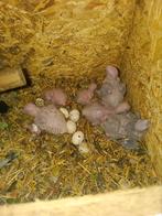 Bébé conure a vendre pour élever a la main, Dieren en Toebehoren, Vogels | Hokken en Kooien, Ophalen of Verzenden, Volière