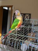 Baby pyrrhura's tam 10 weken oud, Plusieurs animaux, Perroquet, Domestique