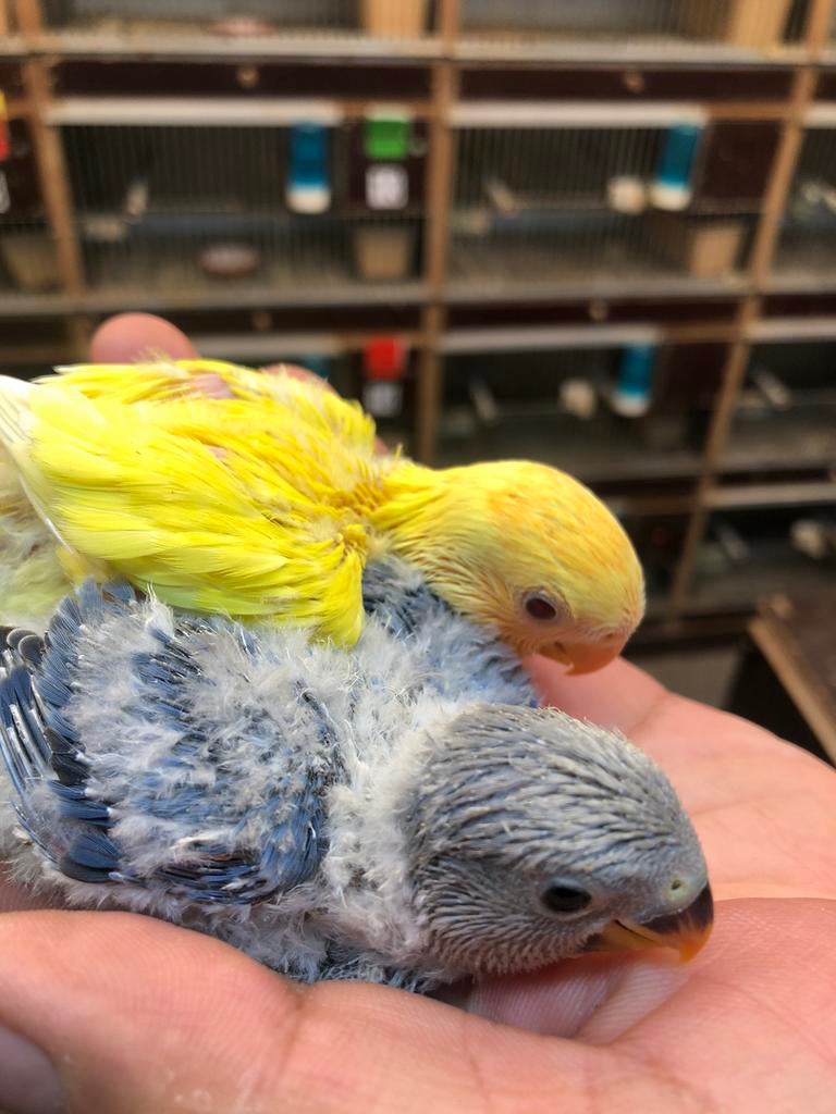 Blauw geel baby dwergpapegaai