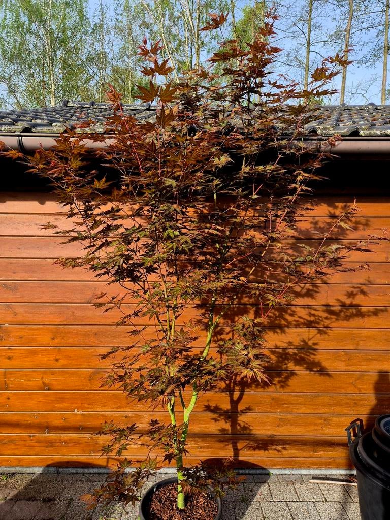 Acer palmatum Mila, Tuin en Terras, Ophalen, Lente
