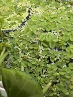 Salvinia minima, Dieren en Toebehoren, Ophalen, Plant(en), Steen of Hout