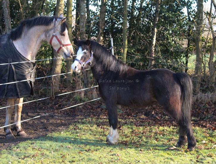 7 jarige Welsh a ruin 🩵, Dieren en Toebehoren, Pony's, Ruin, Onbeleerd, A pony (tot 1.17m), 7 tot 10 jaar, Met stamboom, Gechipt