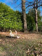 Oies à vendre ou à échanger, Mâle, Oie ou Cygne