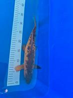 TWEE GOUD ZEELTEN, Autres espèces