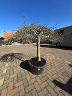 Acer palmatum dissectum  30 jaar – unieke parasolvorm!, Ophalen