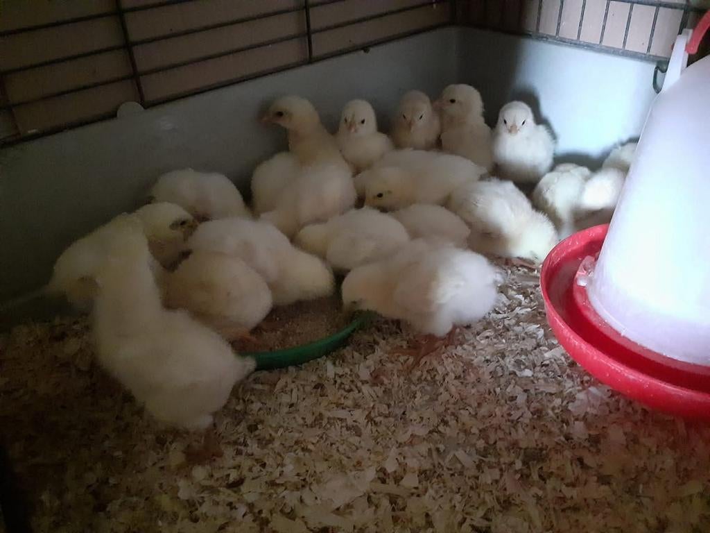 Poule de bresse kuikens, Dieren en Toebehoren