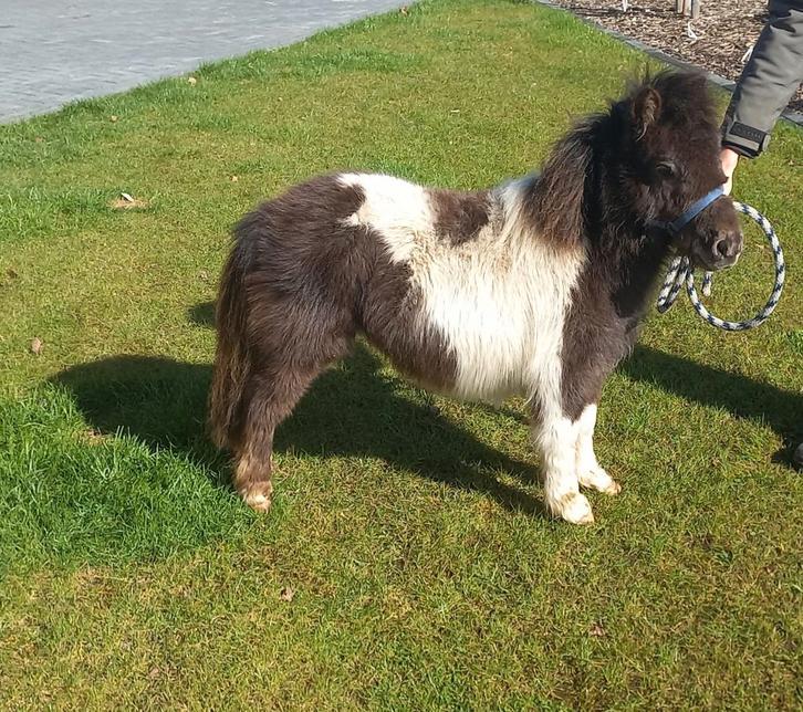 Zwartbonte jaarling merrie., Dieren en Toebehoren, Pony's, Merrie, Gechipt