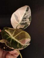 Alocasia Black Velvet Pink, Ophalen of Verzenden