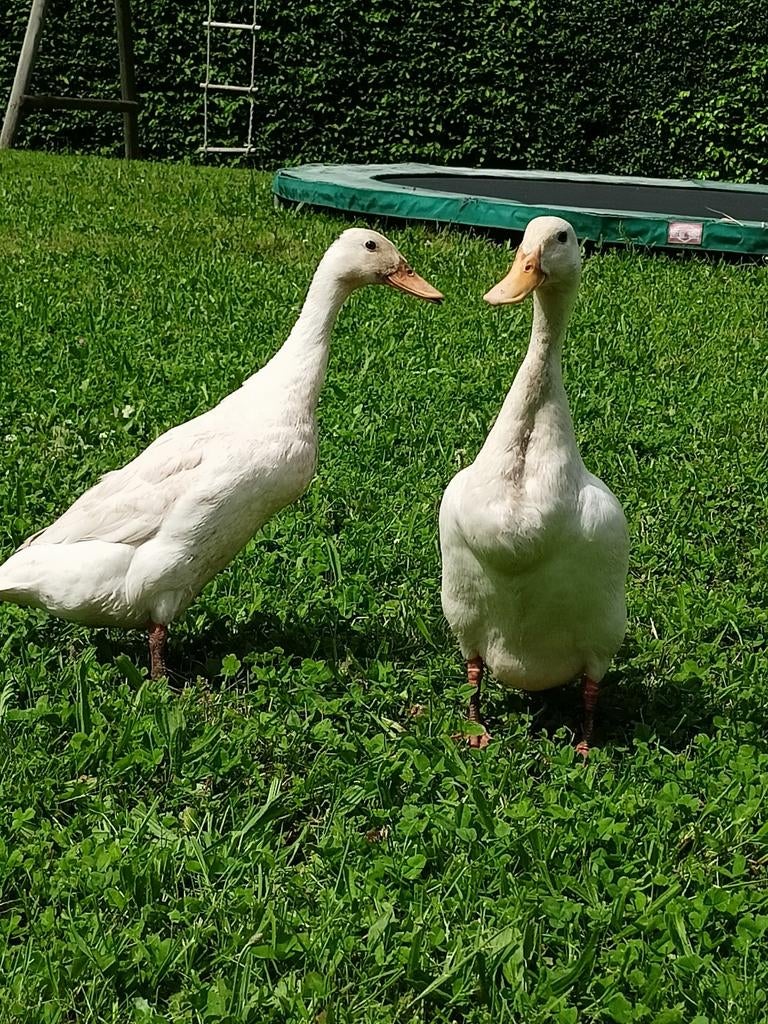 Broedeieren en kuikens van witte Indische loopeenden., Dieren en Toebehoren, Pluimvee