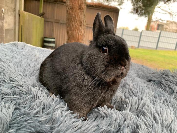 Kleurdwerg zwarte ram, Animaux & Accessoires, Lapins, Nain, Mâle