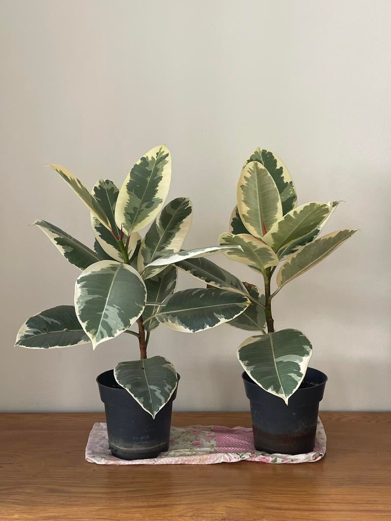 Ficus elastica, Maison & Meubles, Plantes d'intérieur, Ficus, Moins de 100 cm, Enlèvement
