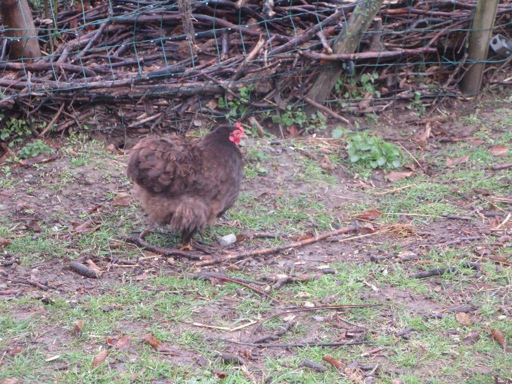 bantam poule couleur chocolat, Animaux & Accessoires, Femelle, Poule ou poulet