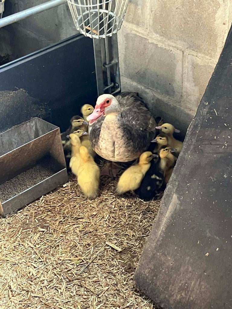 Eendenkuikentjes - barberie, Dieren en Toebehoren, Pluimvee, Meerdere dieren, Eend