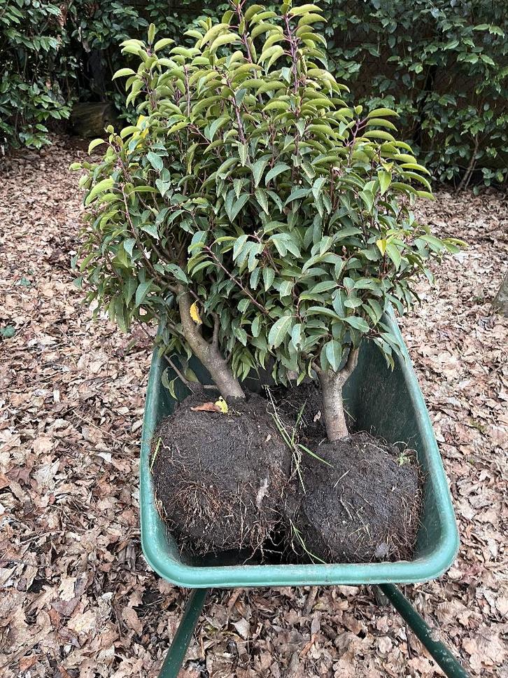 portugese laurier BUITENKANSJE, Tuin en Terras, Planten | Struiken en Hagen, Laurier, Minder dan 100 cm, Ophalen