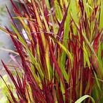 Imperata Red Baron, Jardin & Terrasse, Enlèvement