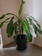 plante dracaena, Enlèvement