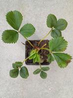 Aardbeiplanten te koop, Ophalen, Volle zon, Groenteplanten, Eenjarig