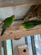 Kakariki, Plusieurs animaux, Perruche, Bagué