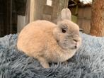 Kleurdwerg isabella voedster, Dieren en Toebehoren, Konijnen, Vrouwelijk, Dwerg