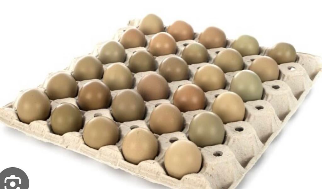 Oeuf faisans fécondé, Dieren en Toebehoren, Ophalen, Zo goed als nieuw