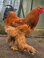 Paire de poulets Brahma