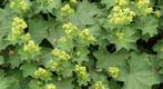 ALCHEMILLA MOLLIS, Enlèvement