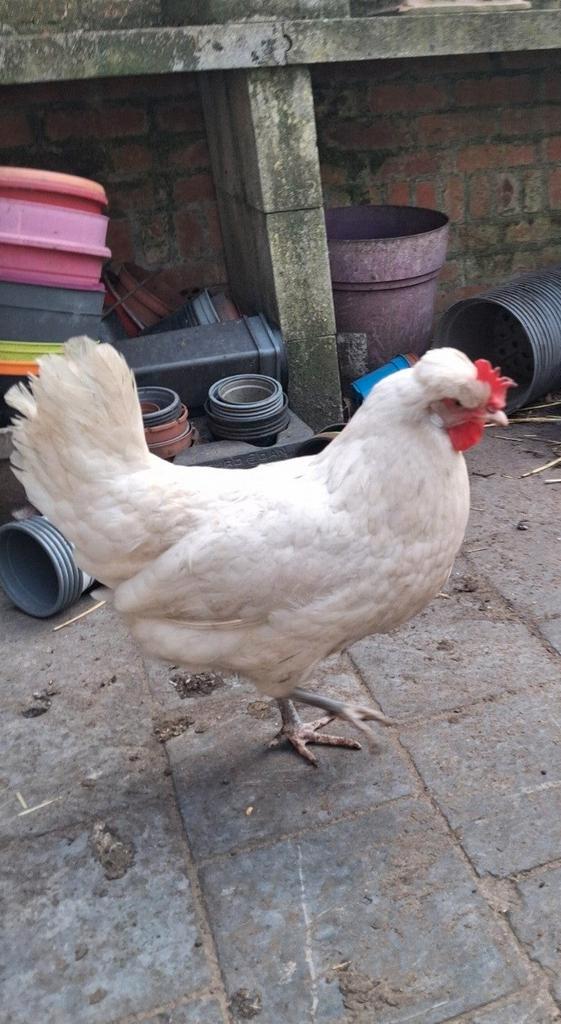 1 Canadese hybride kip, 1 kruising legras, 1 red Island kip, Dieren en Toebehoren, Pluimvee, Kip