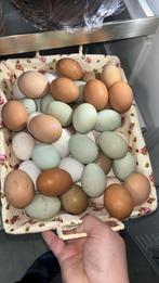 Broed eieren beschikbaar van verschillende rassen., Dieren en Toebehoren, Geslacht onbekend, Kip