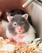 Goudhamster Syrische langharige hamster, Dieren en Toebehoren, Hamster, Februari, Vrouwelijk, Tam