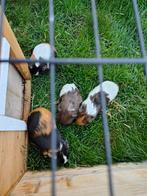 Cavia's, Dieren en Toebehoren, Knaagdieren, Januari, Meerdere dieren, Cavia