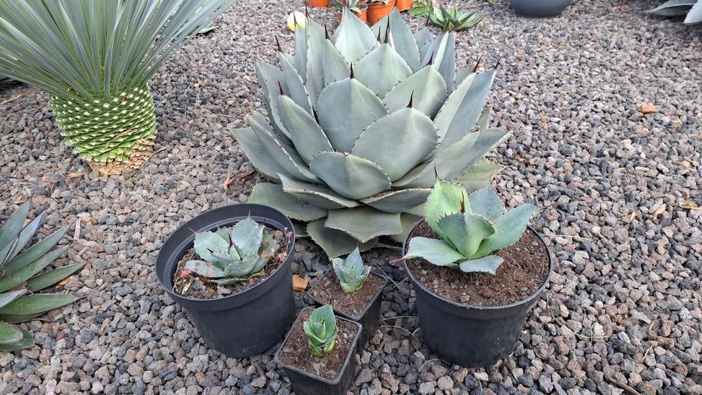 Agave truncata pups te koop van 2 verschillende moederplante, Ophalen