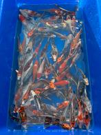 HQ import tosai mix 15-25cm op=op, Dieren en Toebehoren, Vissen | Vijvervissen, Karper of Koi