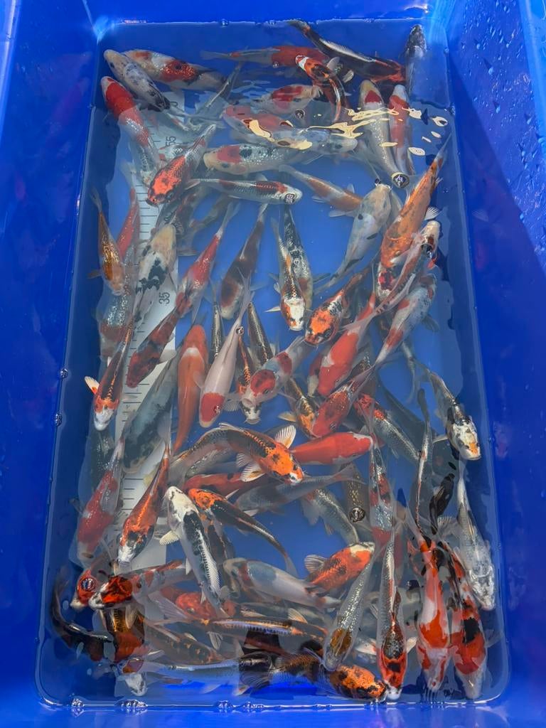 HQ import tosai mix 15-25cm op=op, Animaux & Accessoires, Poissons | Poissons d'étang, Carpe ou Koï