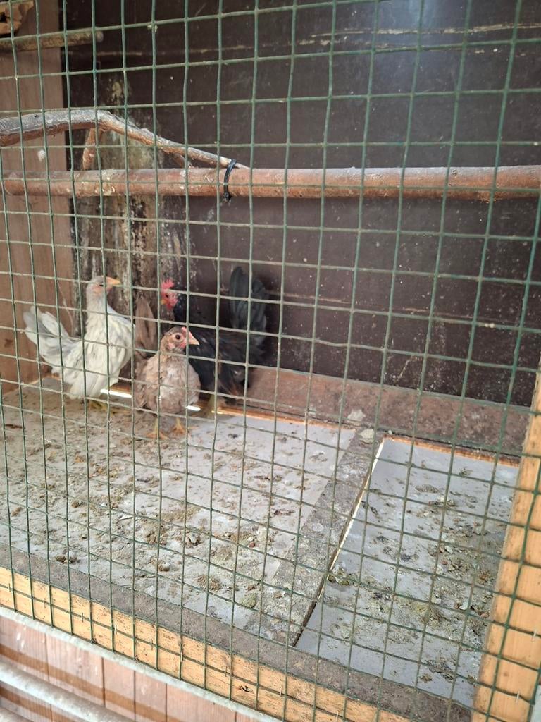 Serama, Animaux & Accessoires, Oiseaux | Oiseaux Autre