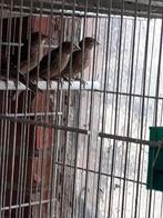 Roodmus, Dieren en Toebehoren, Meerdere dieren