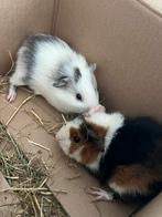 2 lieve cavia’s gratis af te halen, Dieren en Toebehoren, Knaagdieren, Cavia, Mannelijk, Mei, Tam