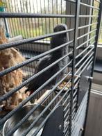 Pratende grijze roodstaart papegaai met cites en kooi, Dieren en Toebehoren, Papegaai