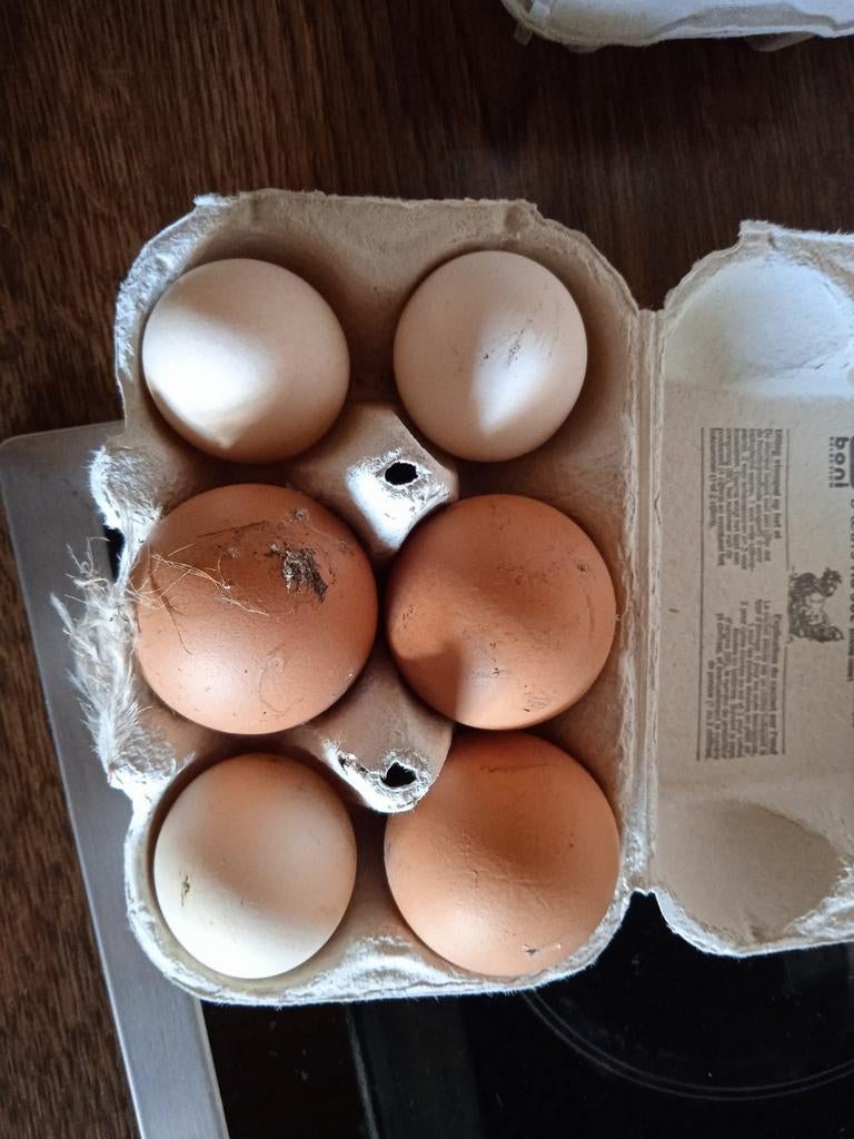 Eitjes van kippen uit tuin, Ophalen