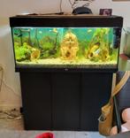 Bijou d'aquarium avec mobilier et accessoires, y compris Poi, Enlèvement, Juwel