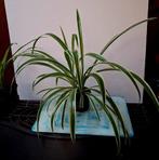 2 Plantes Araignées dans le pot, Enlèvement