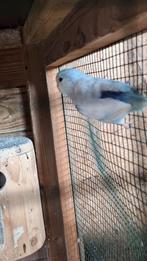 Koppel forpus dwergpapegaaien, Dieren en Toebehoren