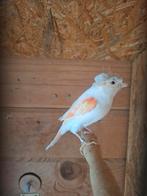 Kanarie pop, Dieren en Toebehoren, Vogels | Kanaries, Vrouwelijk, Postuurkanarie