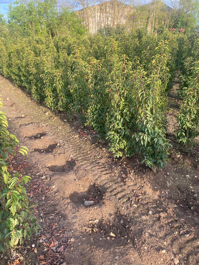 Portugese laurier 25 stuks, Ophalen, Laurier, Haag, 100 tot 250 cm