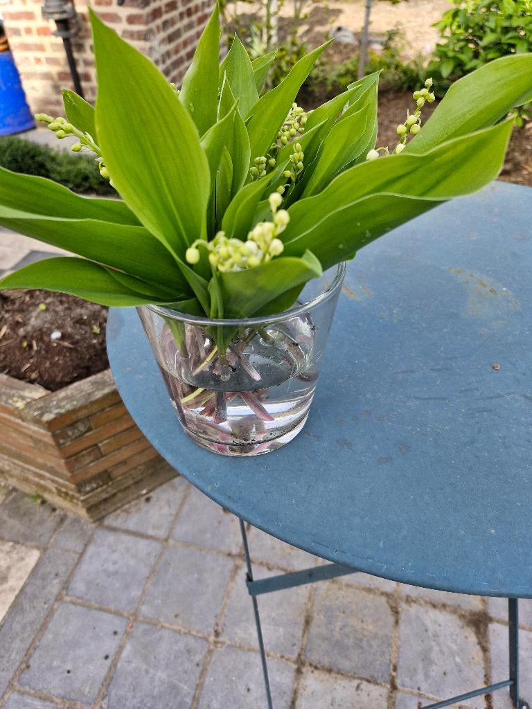 Meiklokjes, Ophalen, Lente, Vaste plant, Bodembedekkers