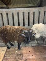 Mini schapen te koop, Meerdere dieren, Schaap, 3 tot 5 jaar