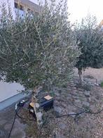 2 x olijfboom, Tuin en Terras, Ophalen, Olijfboom, 100 tot 250 cm