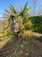 Mooie palmboom, Enlèvement, Plante fixe, Autres espèces, Plein soleil