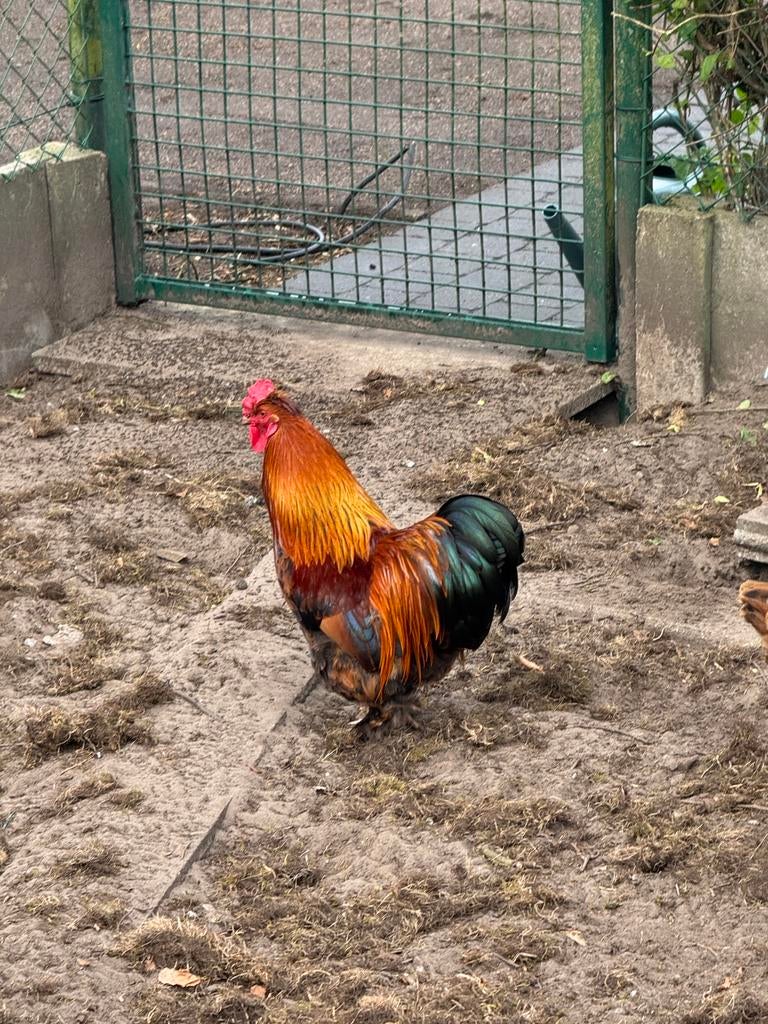 Mooie rustige haan +- 1 jaar oud, Animaux & Accessoires, Volatiles, Poule ou poulet, Mâle